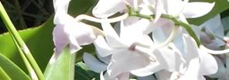 fleurs d'Asie