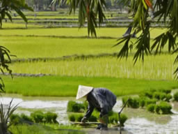 Riziere du Laos